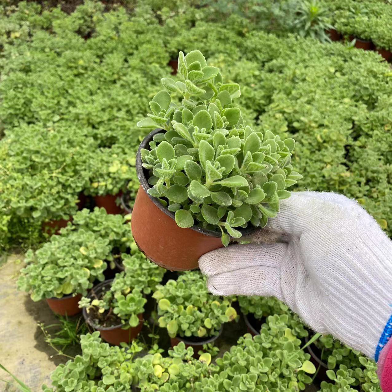 로즈마리 녹색 식물