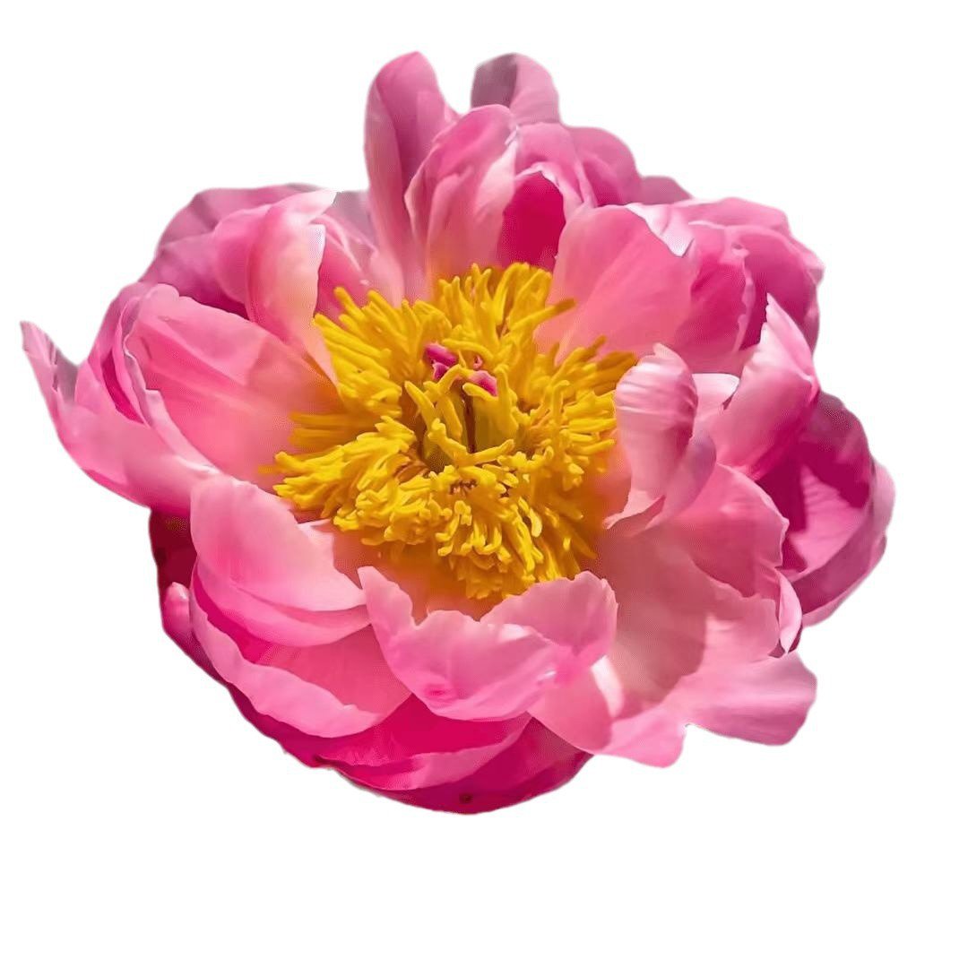 모란 화분
