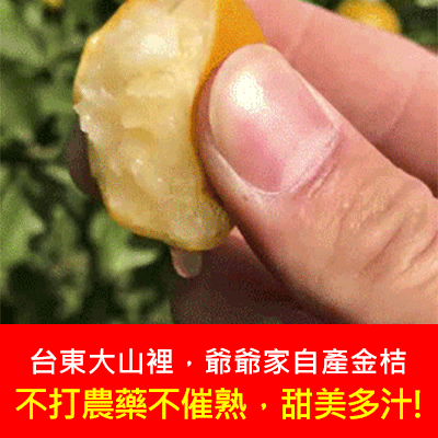 【愛心助農，台東深山自種金桔】多汁無壞果！冰糖金桔幹