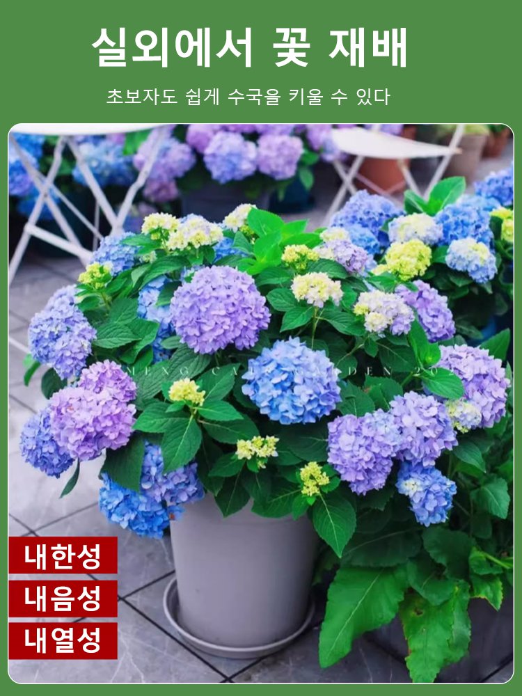 【꽃이 피는 사계절】모네 가든 판타지 수국 씨앗