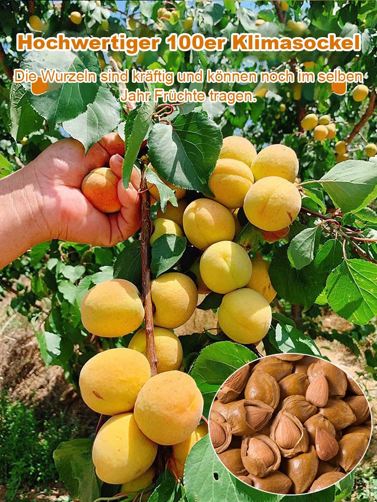 Ergiebige Königs-Aprikosenbaumsamen