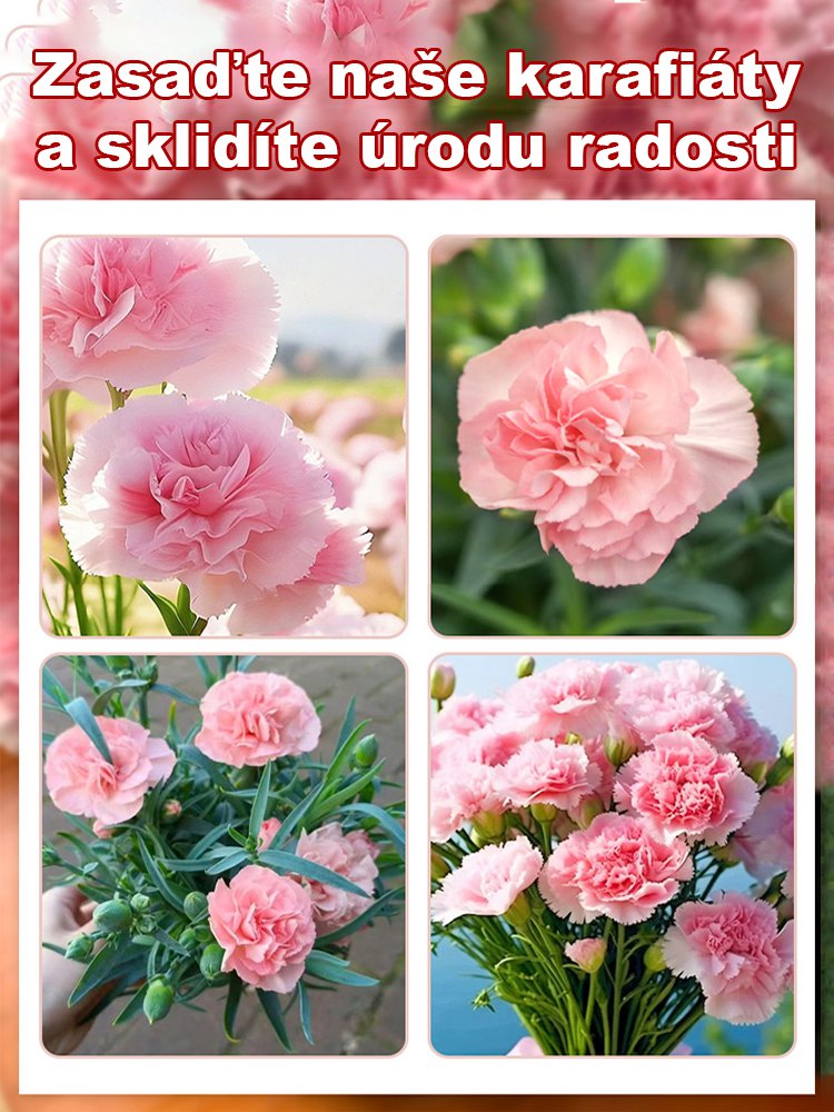 【Čtyři roční období kvetou】 Dvojitá semena karafiátu