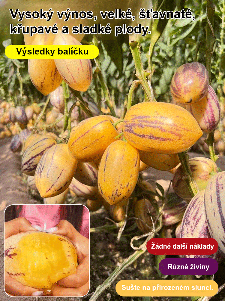 JS-Hypoglykemické a antihypertenzní mléko žluté maso hrnkové ženšen ovoce (doprava zdarma)