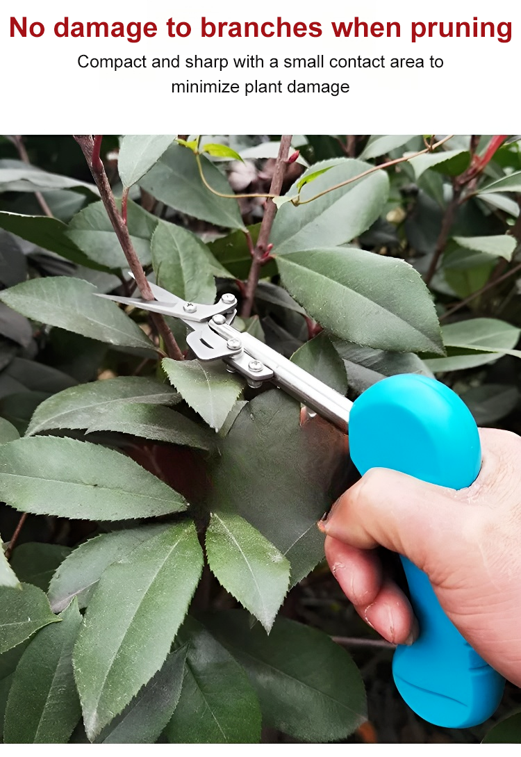 Pruner tool trimming fruit tree branches