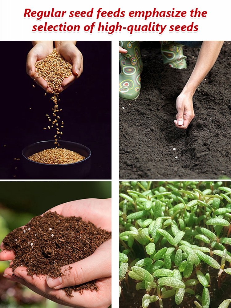 Climbing Rose Seeds [Bloom All Year Round]
