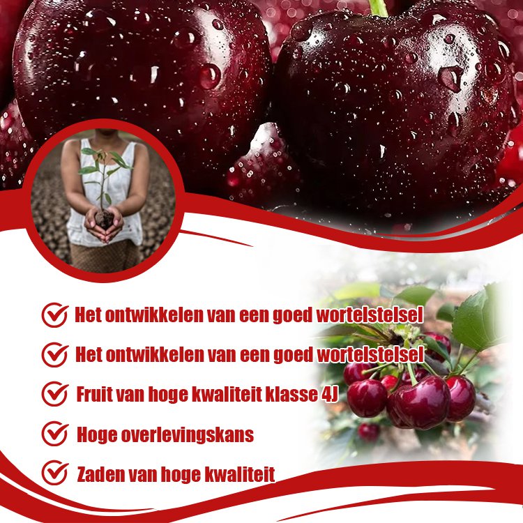 Volledig geïmporteerde Chileense kersenpitten.