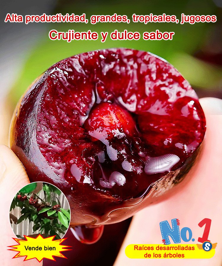 Semillas de cereza JS - Para cultivo y almacenamiento