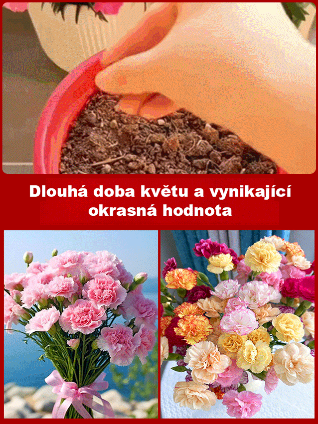 【Čtyři roční období kvetou】 Dvojitá semena karafiátu