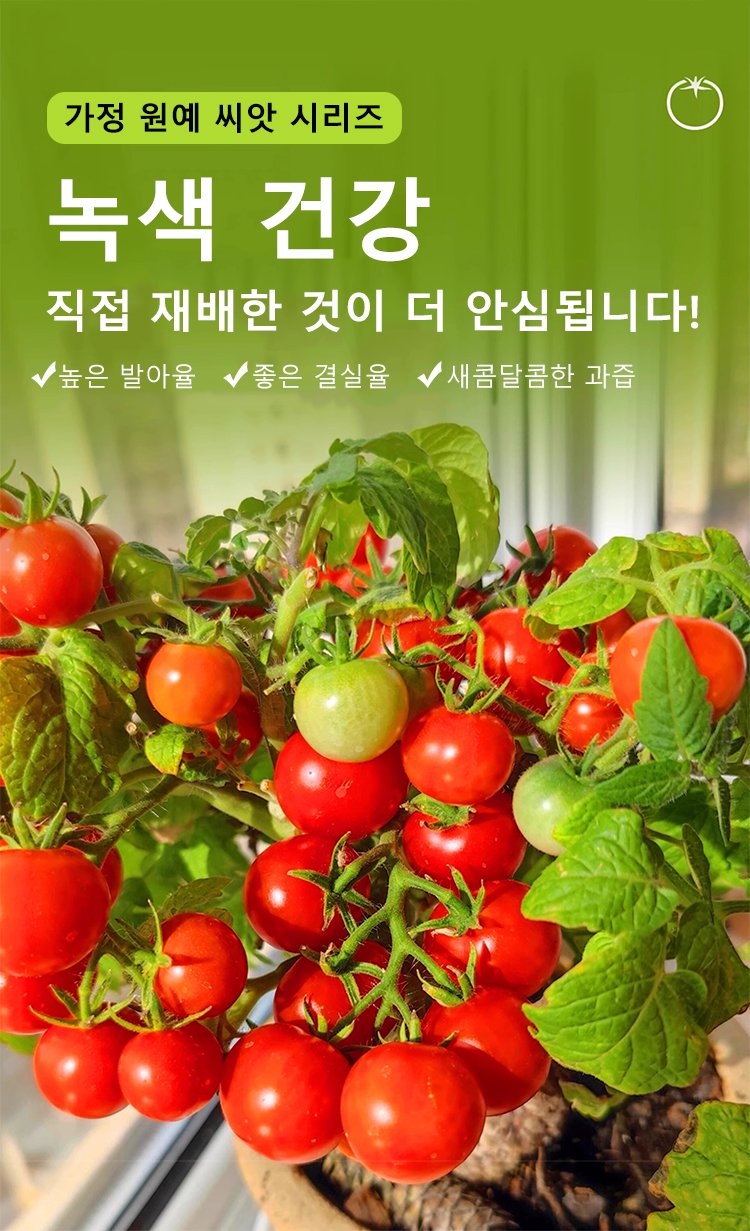 분재 왜성 방울토마토 씨앗
