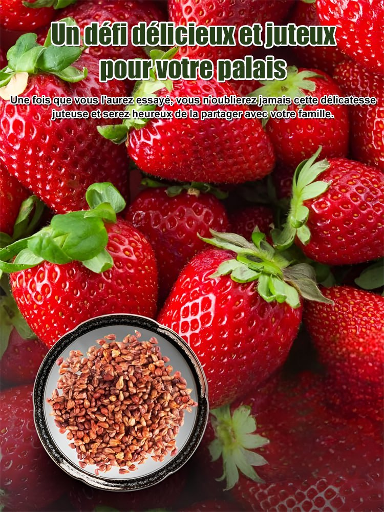 Graines de fraises à la crème super sucrées et juteuses