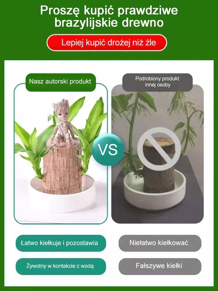 【Szczęście się odwraca】Hydroponiczna szczęśliwa roślina w doniczce