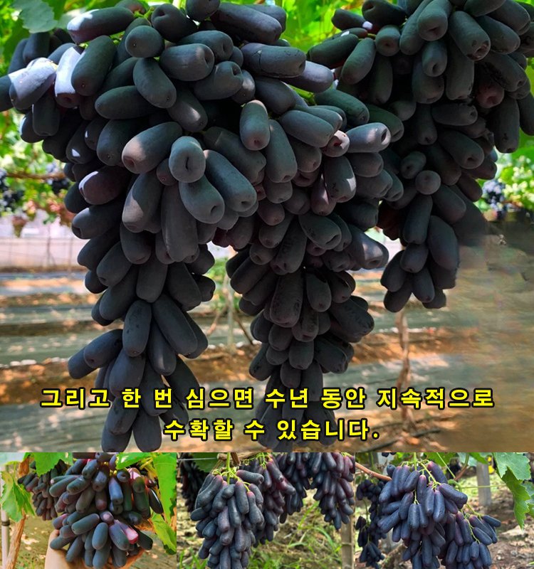 골든 핑거 스위트 사파이어 포도 묘목-YHA