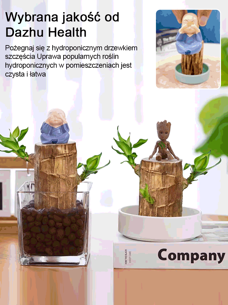 【Szczęście się odwraca】Hydroponiczna szczęśliwa roślina w doniczce