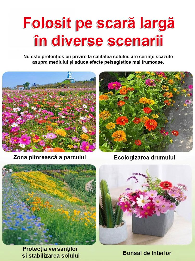 【Flori de patru anotimpuri】Amestec de semințe pentru un câmp de flori