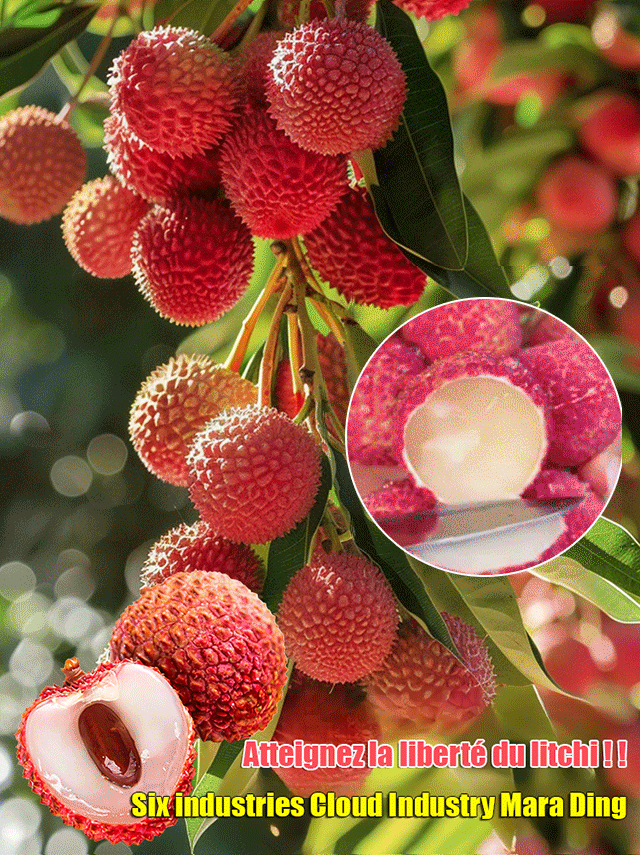 Graines de litchi de qualité supérieure