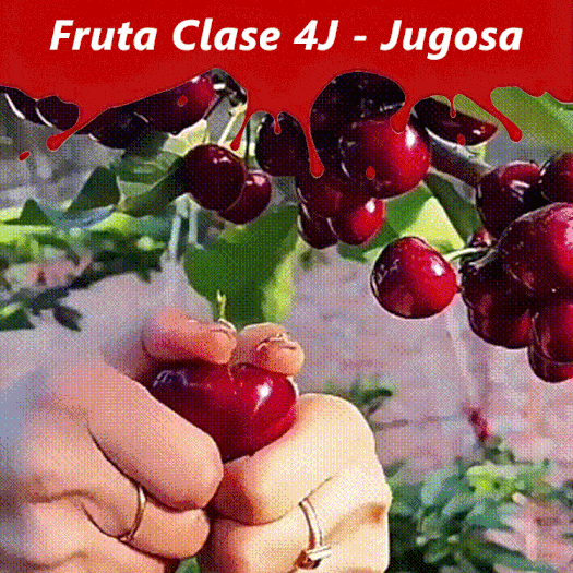 Semillas de Cereza de Chile