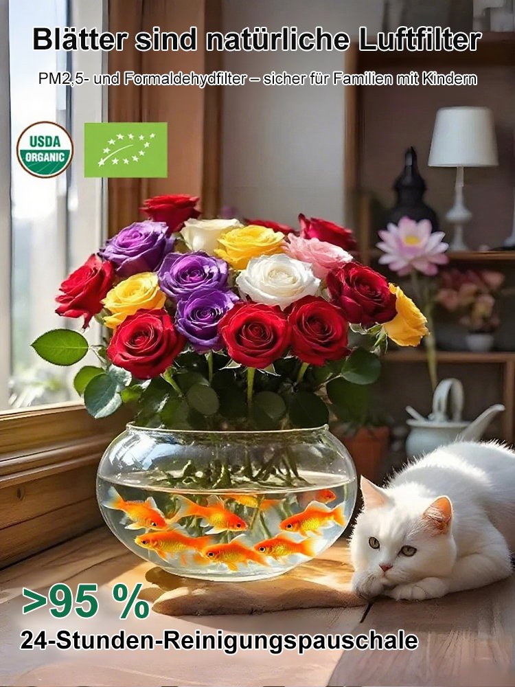 【Blütezeit 300 Tage】Stark duftende, wassergezüchtete Rosenknollen