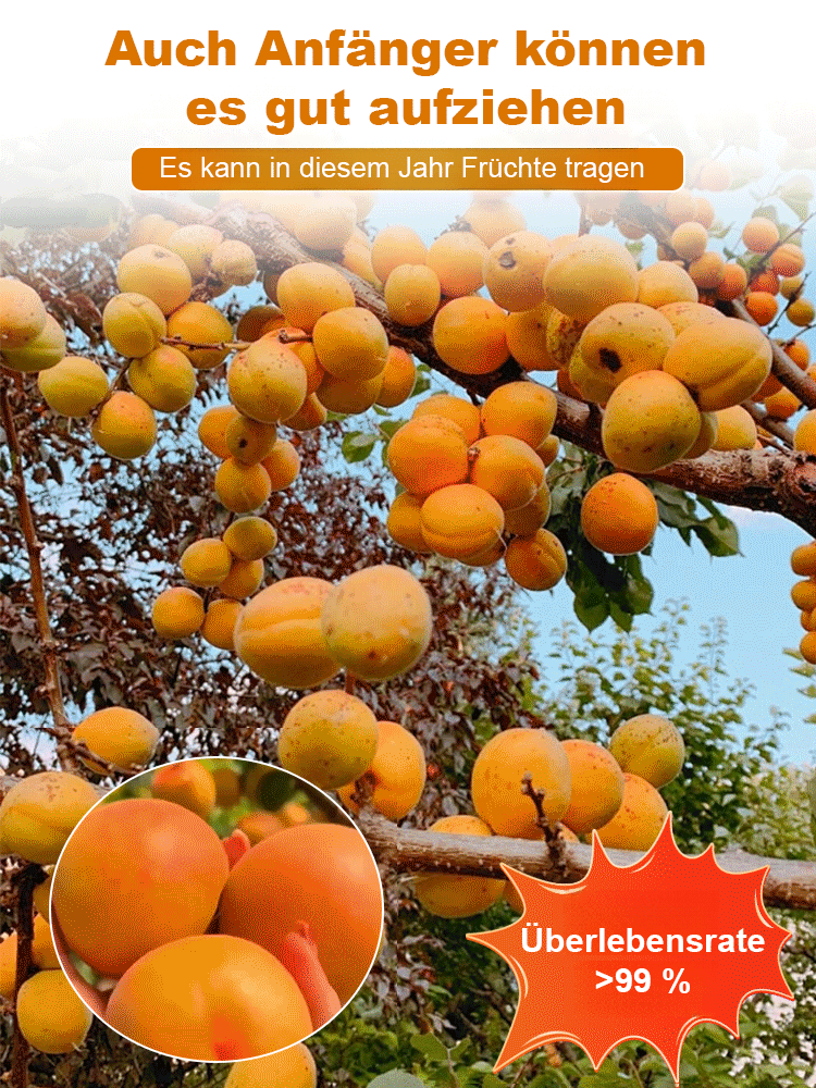 Ergiebige Königs-Aprikosenbaumsamen