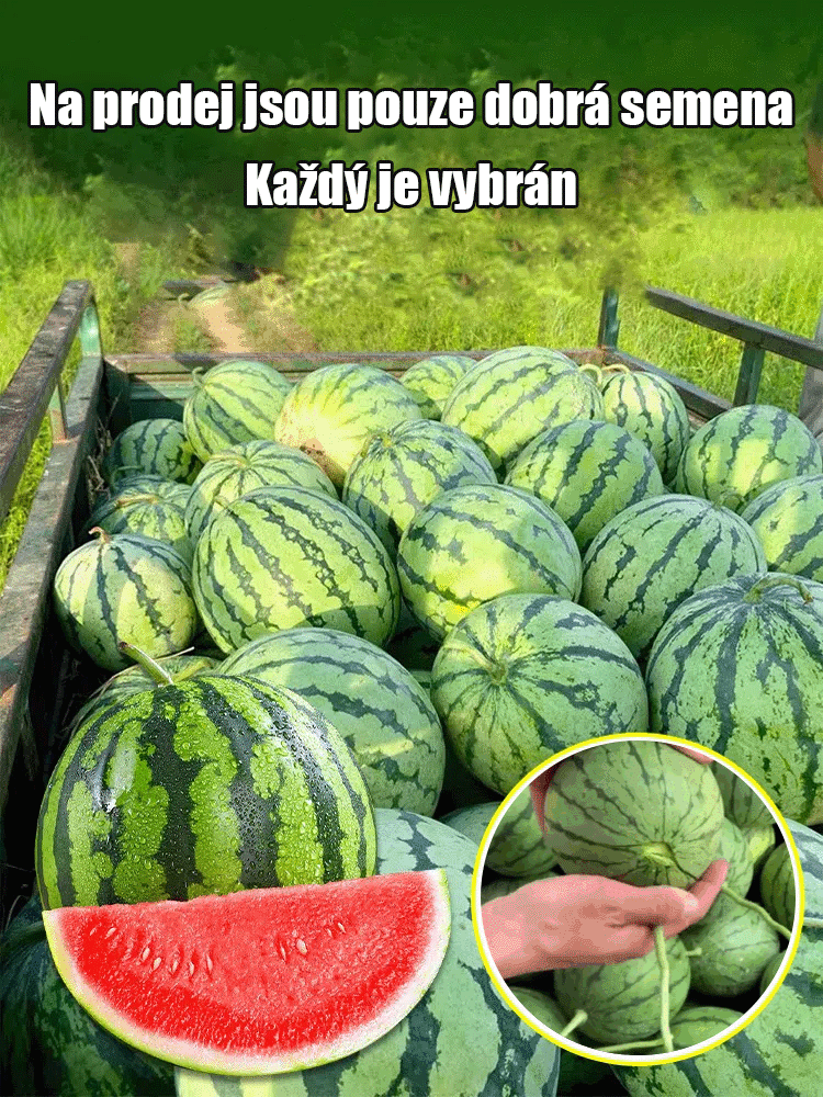 Semena melounu Red Jade