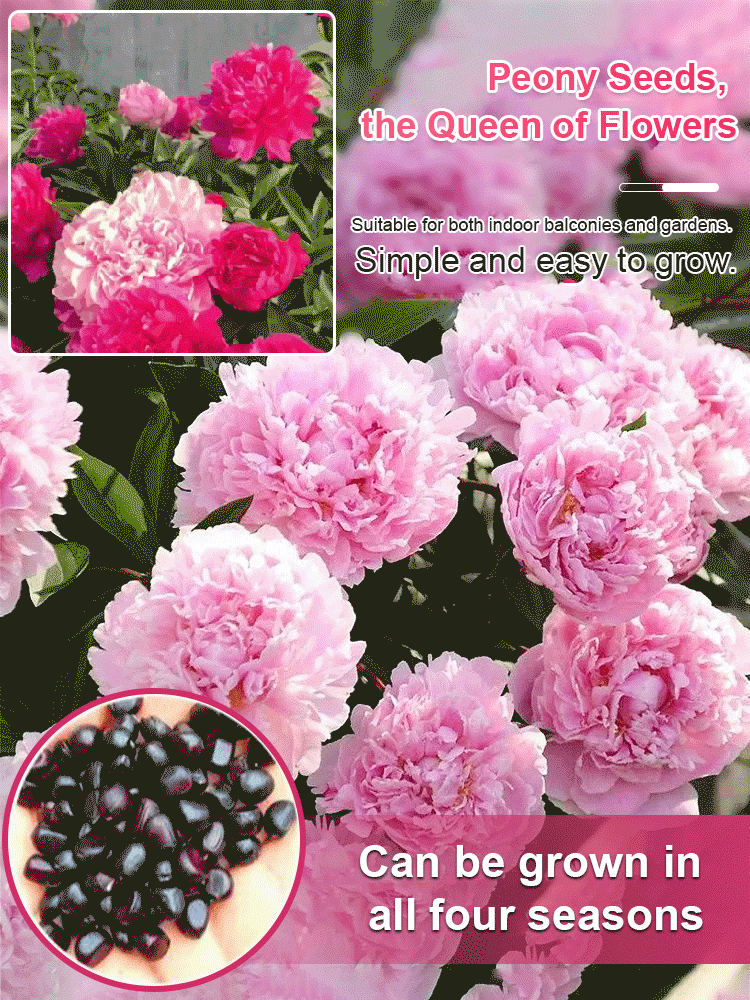 [High survival rate] Queen of flowers peony seeds