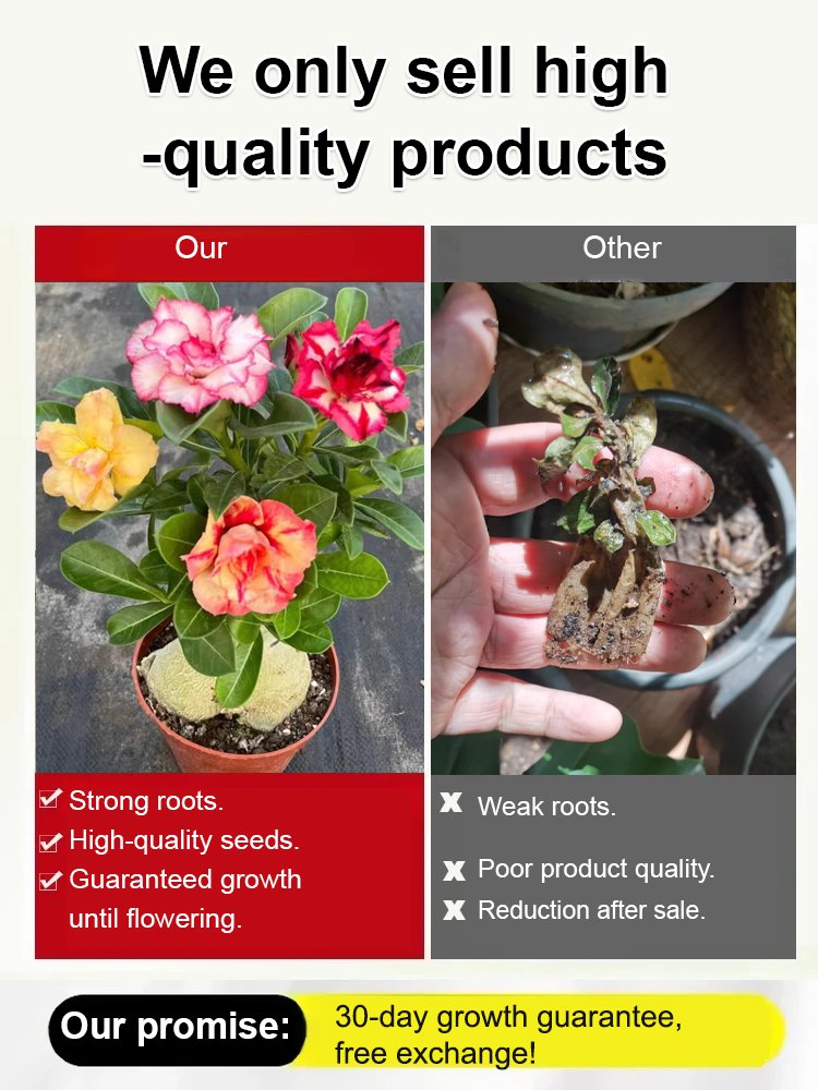[Water and live for 100 years] Desert Rose Seeds