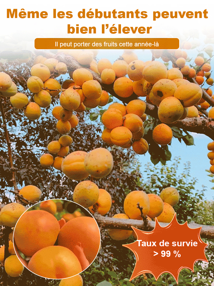 SL-Plants d’abricot regal prolifiques