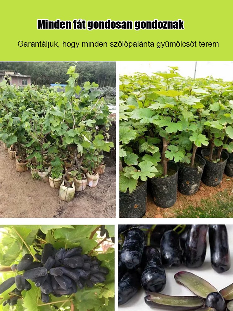 Csak édes, nem savanyú – importált hibrid, alacsony növésű Kék Zafír szőlő