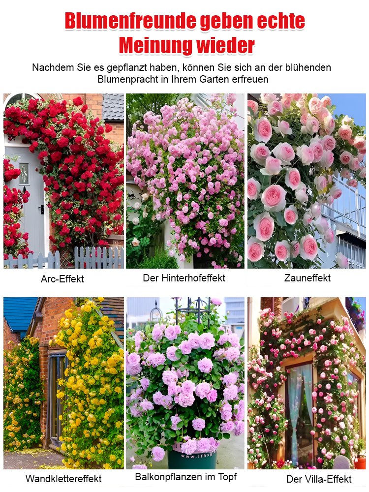 In 8 Wochen zur blühenden Wand – intensiver Duft als Rosen, pflegeleicht. 100% Anwachsgarantie.
