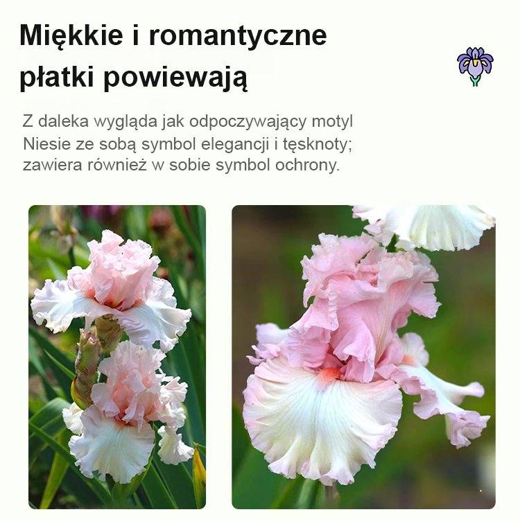 Irys odporny na zmienne warunki pogodowe