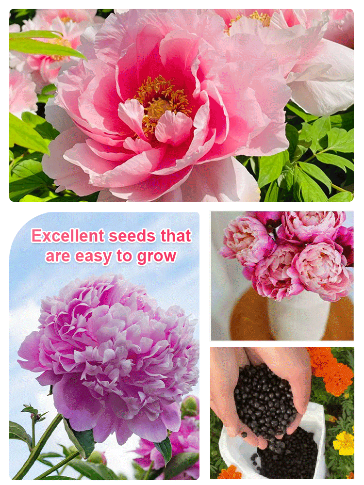 [High survival rate] Queen of flowers peony seeds