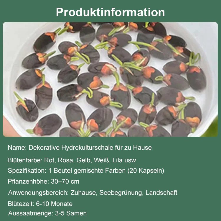 【Transport und Reichtum】Beobachten Sie die im Wasser wachsenden Muscheln