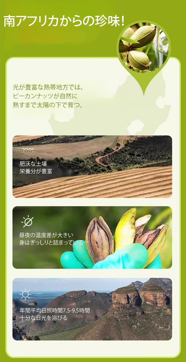 ピーカンナッツの豊富な栄養素紹介