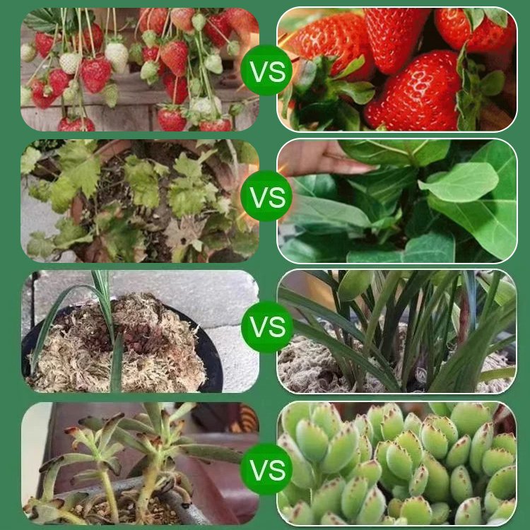 【Německá zahradnická technologie】Rychlý růst kapaliny pro vzkříšení rostlin