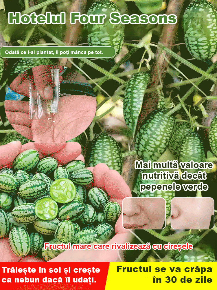 HFH-【Ușor de cultivat】 Pepene verde degetul mare