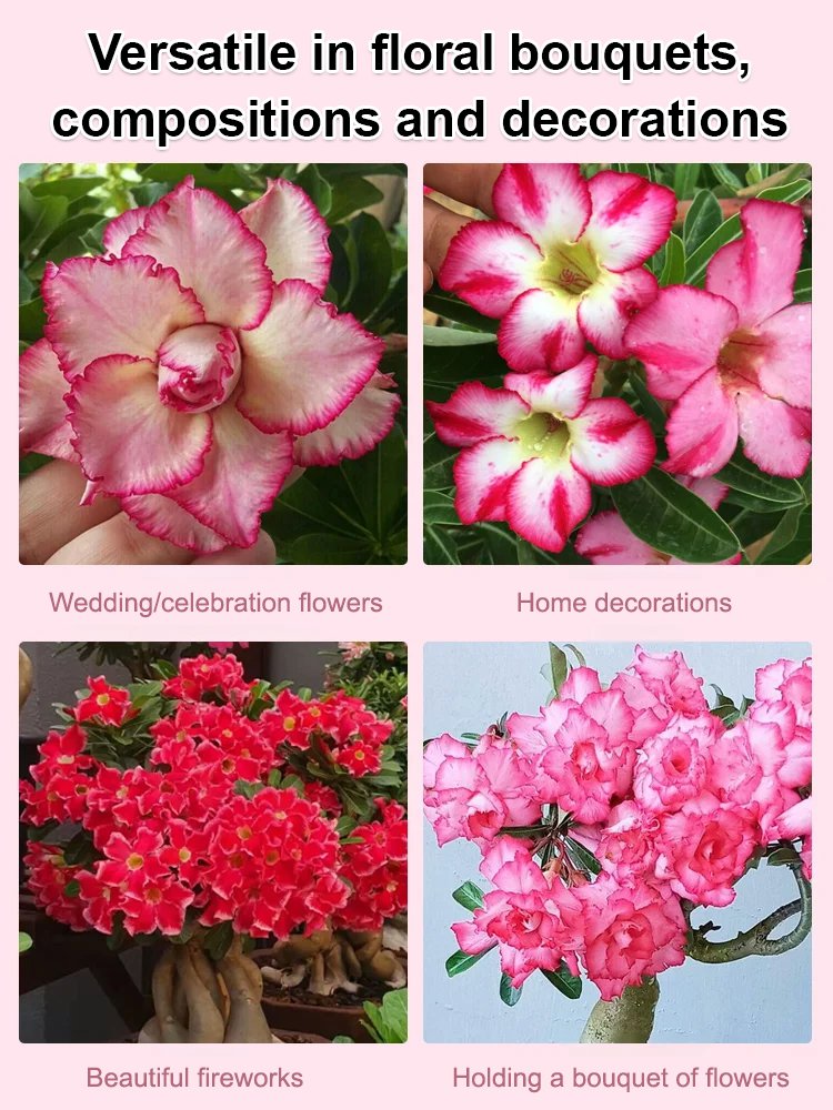 [Water and live for 100 years] Desert Rose Seeds