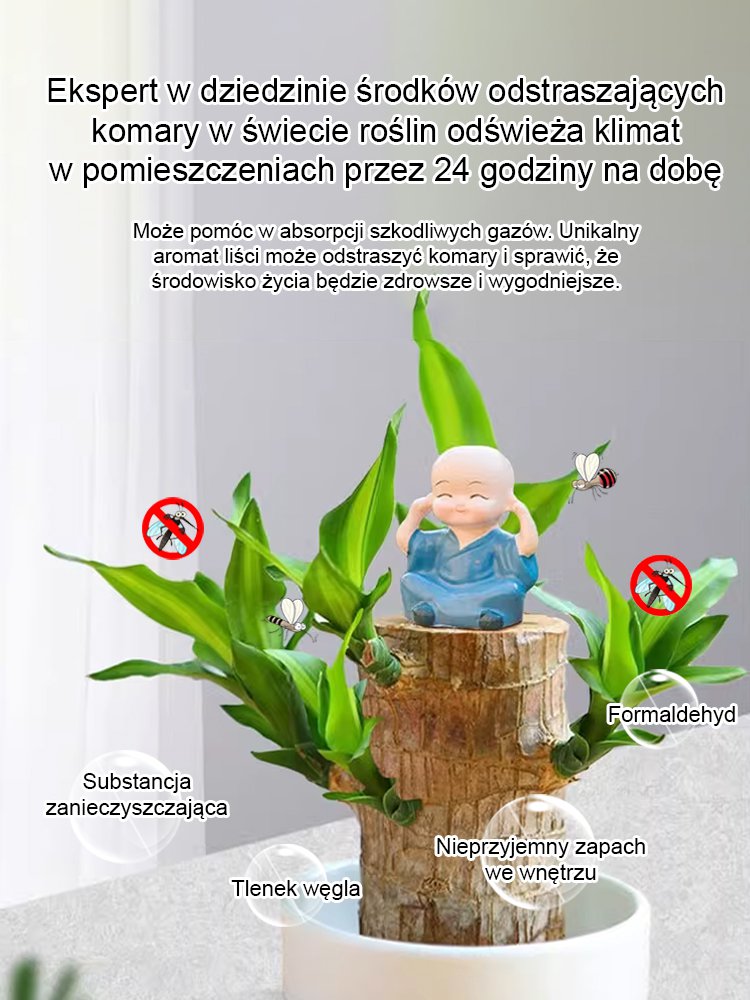 【Szczęście się odwraca】Hydroponiczna szczęśliwa roślina w doniczce