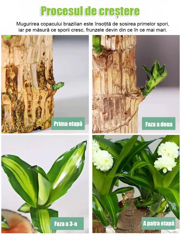 【Timpul schimbării】Plante în ghiveci cu bambus norocos hidroponic