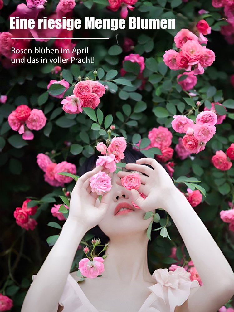 In 8 Wochen zur blühenden Wand – intensiver Duft als Rosen, pflegeleicht. 100% Anwachsgarantie.