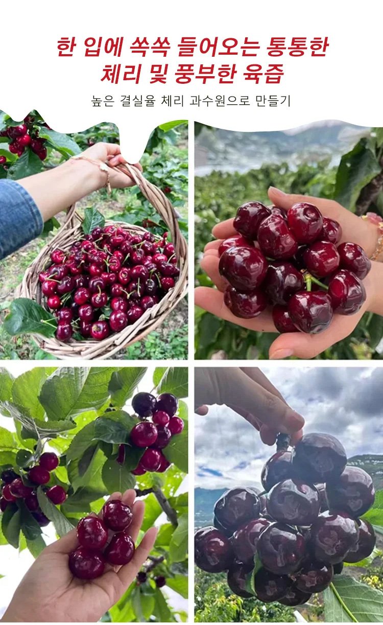 체리나무 묘목과 체리 열매