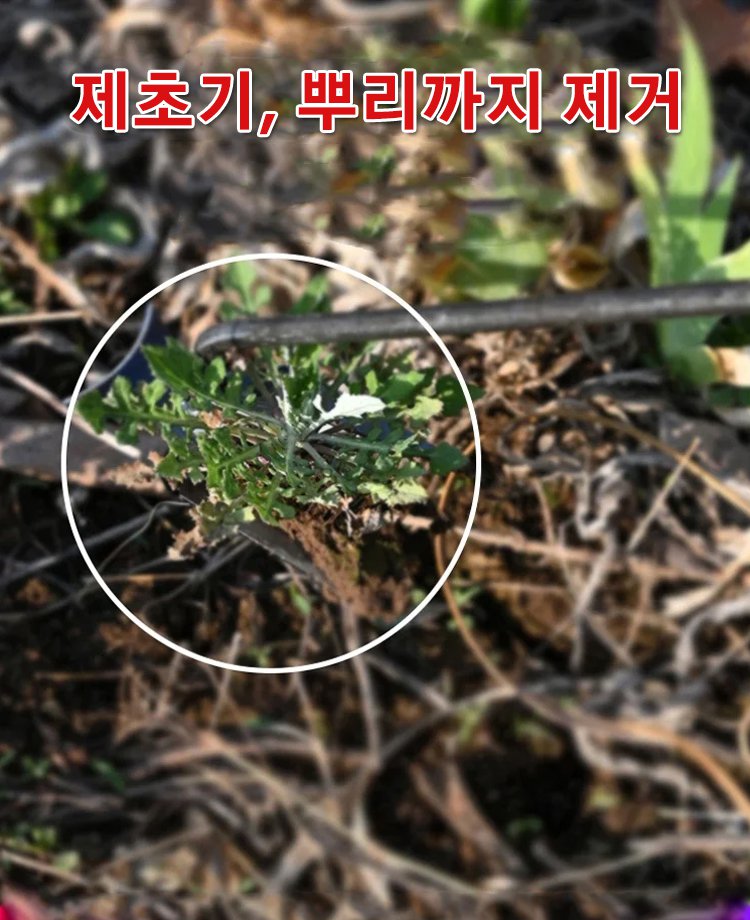 망간강 원예 제초용 호미