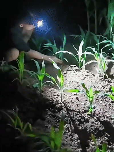 超高輝度ヘッドライト