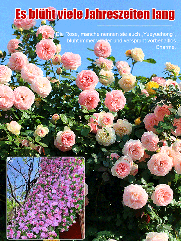 In 8 Wochen zur blühenden Wand – intensiver Duft als Rosen, pflegeleicht. 100% Anwachsgarantie.