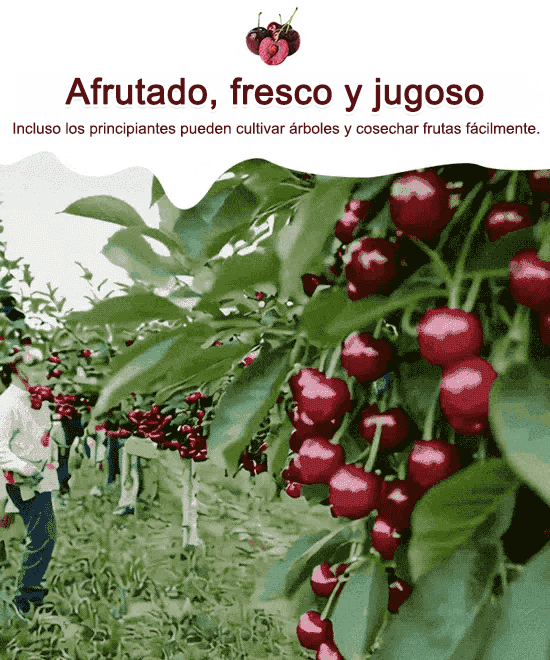 Semillas de cereza JS - Para cultivo y almacenamiento