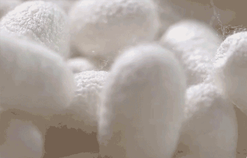 4.gif