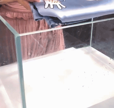 5.gif