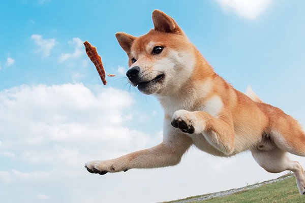 Alles für Ihr Haustier online kaufen – Top Qualität & günstige Preise,Moderne Heimtextilien online bestellen – Stilvolle Wohnideen,Praktische Küchenutensilien für jeden Bedarf – Jetzt online entdecken