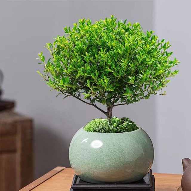 Small-leaved Syzygium Bonsai Plant