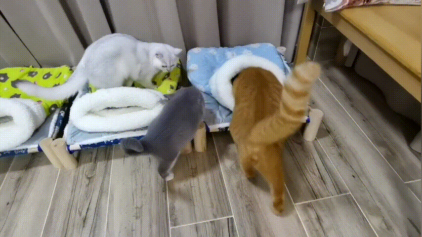 视频 (1).gif