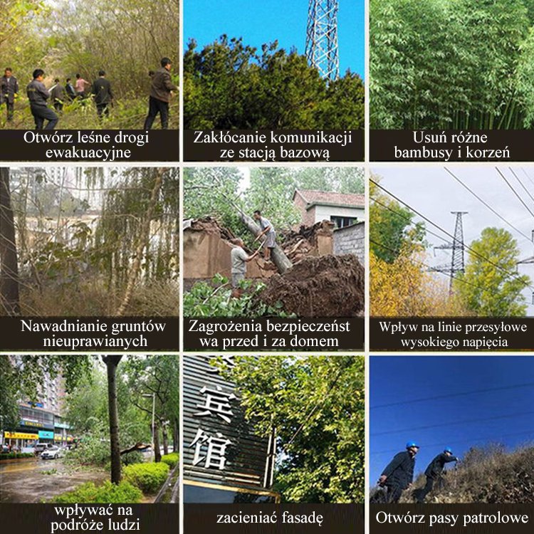 Mixed bambusowa siatka zgniły król korzeni