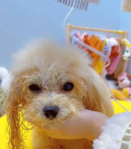 3in1 반려동물 빗드라이기